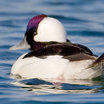 Bufflehead